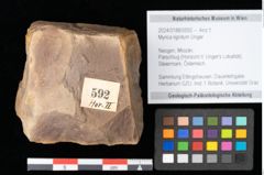 Foto (Objekt + Etikett) von Myrica lignitum Unger (NHMW-GEO-2024-0188-0592)